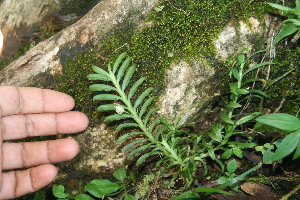  (Dichaea panamensis - BioBot06382)  @11 [ ] CreativeCommons - Attribution Non-Commercial Share-Alike (2010) Daniel H. Janzen Guanacaste Dry Forest Conservation Fund