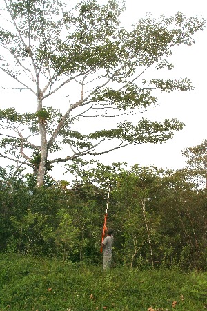  ( - BioBot06691)  @11 [ ] CreativeCommons - Attribution Non-Commercial Share-Alike (2010) Daniel H. Janzen Guanacaste Dry Forest Conservation Fund