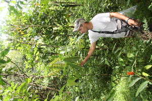  ( - BioBot06696)  @11 [ ] CreativeCommons - Attribution Non-Commercial Share-Alike (2010) Daniel H. Janzen Guanacaste Dry Forest Conservation Fund