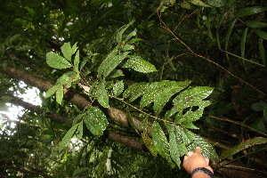  ( - BioBot06698)  @11 [ ] CreativeCommons - Attribution Non-Commercial Share-Alike (2010) Daniel H. Janzen Guanacaste Dry Forest Conservation Fund