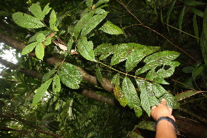  (Guarea bullata - BioBot06698)  @11 [ ] CreativeCommons - Attribution Non-Commercial Share-Alike (2010) Daniel H. Janzen Guanacaste Dry Forest Conservation Fund