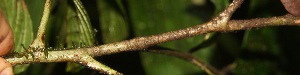  ( - BioBot06698)  @11 [ ] CreativeCommons - Attribution Non-Commercial Share-Alike (2010) Daniel H. Janzen Guanacaste Dry Forest Conservation Fund