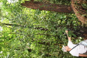  ( - BioBot06700)  @11 [ ] CreativeCommons - Attribution Non-Commercial Share-Alike (2010) Daniel H. Janzen Guanacaste Dry Forest Conservation Fund