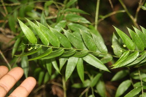  ( - BioBot06721)  @11 [ ] CreativeCommons - Attribution Non-Commercial Share-Alike (2010) Daniel H. Janzen Guanacaste Dry Forest Conservation Fund