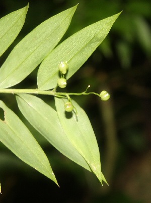  ( - BioBot06721)  @11 [ ] CreativeCommons - Attribution Non-Commercial Share-Alike (2010) Daniel H. Janzen Guanacaste Dry Forest Conservation Fund