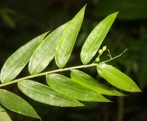  ( - BioBot06721)  @11 [ ] CreativeCommons - Attribution Non-Commercial Share-Alike (2010) Daniel H. Janzen Guanacaste Dry Forest Conservation Fund