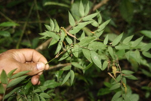  ( - BioBot06722)  @11 [ ] CreativeCommons - Attribution Non-Commercial Share-Alike (2010) Daniel H. Janzen Guanacaste Dry Forest Conservation Fund