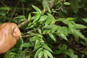  ( - BioBot06722)  @11 [ ] CreativeCommons - Attribution Non-Commercial Share-Alike (2010) Daniel H. Janzen Guanacaste Dry Forest Conservation Fund