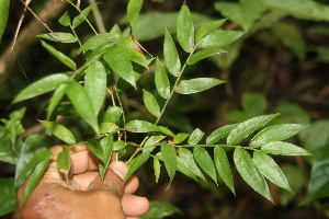  ( - BioBot06722)  @11 [ ] CreativeCommons - Attribution Non-Commercial Share-Alike (2010) Daniel H. Janzen Guanacaste Dry Forest Conservation Fund