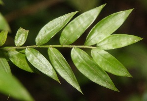  ( - BioBot06722)  @11 [ ] CreativeCommons - Attribution Non-Commercial Share-Alike (2010) Daniel H. Janzen Guanacaste Dry Forest Conservation Fund