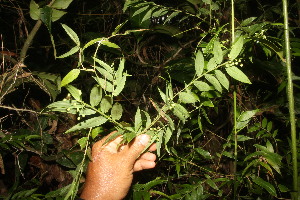  ( - BioBot06723)  @11 [ ] CreativeCommons - Attribution Non-Commercial Share-Alike (2010) Daniel H. Janzen Guanacaste Dry Forest Conservation Fund