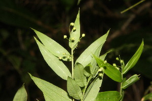  ( - BioBot06723)  @11 [ ] CreativeCommons - Attribution Non-Commercial Share-Alike (2010) Daniel H. Janzen Guanacaste Dry Forest Conservation Fund