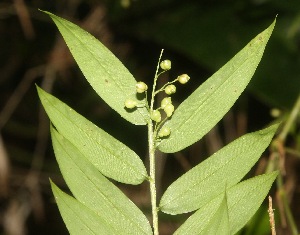  ( - BioBot06723)  @11 [ ] CreativeCommons - Attribution Non-Commercial Share-Alike (2010) Daniel H. Janzen Guanacaste Dry Forest Conservation Fund