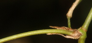  ( - BioBot06723)  @11 [ ] CreativeCommons - Attribution Non-Commercial Share-Alike (2010) Daniel H. Janzen Guanacaste Dry Forest Conservation Fund