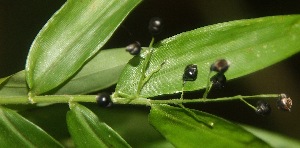  (Lasiacis nigra - BioBot06723)  @11 [ ] CreativeCommons - Attribution Non-Commercial Share-Alike (2010) Daniel H. Janzen Guanacaste Dry Forest Conservation Fund