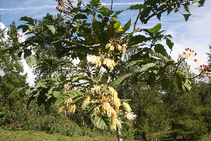  ( - BioBot06726)  @11 [ ] CreativeCommons - Attribution Non-Commercial Share-Alike (2010) Daniel H. Janzen Guanacaste Dry Forest Conservation Fund