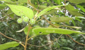  (Solanum jorge214 - BioBot06741)  @11 [ ] CreativeCommons - Attribution Non-Commercial Share-Alike (2010) Daniel H. Janzen Guanacaste Dry Forest Conservation Fund