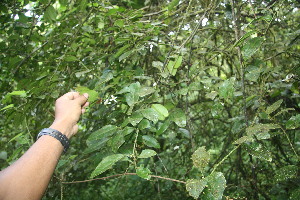  (Citrus Jorge215 - BioBot06743)  @11 [ ] CreativeCommons - Attribution Non-Commercial Share-Alike (2010) Daniel H. Janzen Guanacaste Dry Forest Conservation Fund