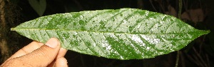  ( - BioBot06790)  @11 [ ] CreativeCommons - Attribution Non-Commercial Share-Alike (2010) Daniel H. Janzen Guanacaste Dry Forest Conservation Fund