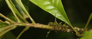  (Meliosma glabrata - BioBot06797)  @11 [ ] CreativeCommons - Attribution Non-Commercial Share-Alike (2010) Daniel H. Janzen Guanacaste Dry Forest Conservation Fund