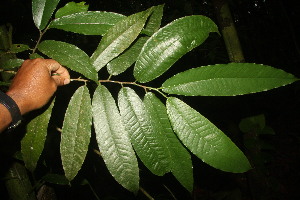  (Brosimum lactescens - BioBot06803)  @11 [ ] CreativeCommons - Attribution Non-Commercial Share-Alike (2010) Daniel H. Janzen Guanacaste Dry Forest Conservation Fund