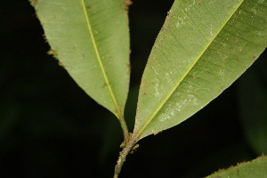  (Aspidosperma spruceanum - BioBot06811)  @13 [ ] CreativeCommons - Attribution Non-Commercial Share-Alike (2010) Daniel H. Janzen Guanacaste Dry Forest Conservation Fund