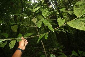  ( - BioBot06848)  @11 [ ] CreativeCommons - Attribution Non-Commercial Share-Alike (2010) Daniel H. Janzen Guanacaste Dry Forest Conservation Fund