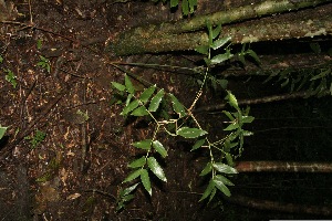  ( - BioBot10003)  @11 [ ] Copyright (2010) Unspecified Unspecified