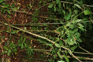  ( - BioBot10004)  @11 [ ] Copyright (2010) Unspecified Unspecified