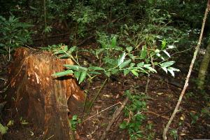  ( - BioBot10008)  @11 [ ] Copyright (2010) Unspecified Unspecified