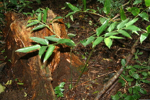  ( - BioBot10008)  @11 [ ] Copyright (2010) Unspecified Unspecified