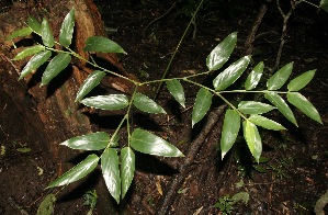  ( - BioBot10008)  @11 [ ] Copyright (2010) Unspecified Unspecified