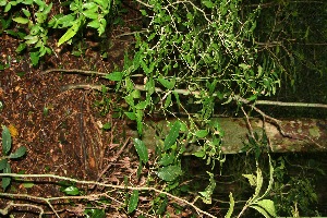  ( - BioBot10015)  @11 [ ] Copyright (2010) Unspecified Unspecified