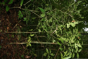  ( - BioBot10015)  @11 [ ] Copyright (2010) Unspecified Unspecified