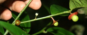  ( - BioBot10015)  @11 [ ] Copyright (2010) Unspecified Unspecified