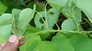  ( - BioBot10030)  @11 [ ] Copyright (2010) Unspecified Unspecified