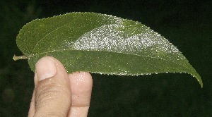 ( - BioBot10034)  @11 [ ] Copyright (2010) Unspecified Unspecified