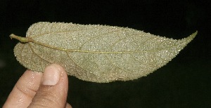  ( - BioBot10034)  @11 [ ] Copyright (2010) Unspecified Unspecified