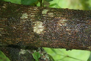  ( - BioBot10034)  @11 [ ] Copyright (2010) Unspecified Unspecified