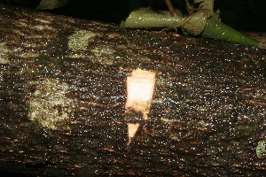  ( - BioBot10034)  @11 [ ] Copyright (2010) Unspecified Unspecified