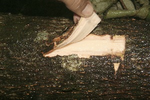 ( - BioBot10034)  @11 [ ] Copyright (2010) Unspecified Unspecified