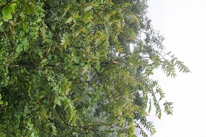  ( - BioBot10035)  @11 [ ] Copyright (2010) Unspecified Unspecified