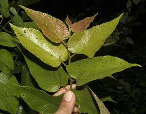  ( - BioBot10035)  @11 [ ] Copyright (2010) Unspecified Unspecified