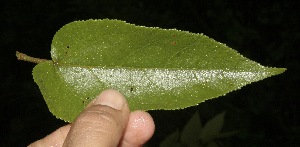  ( - BioBot10035)  @11 [ ] Copyright (2010) Unspecified Unspecified