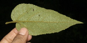  ( - BioBot10035)  @11 [ ] Copyright (2010) Unspecified Unspecified