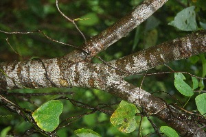  ( - BioBot10035)  @11 [ ] Copyright (2010) Unspecified Unspecified