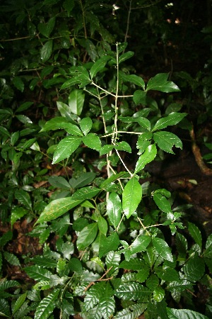  ( - BioBot10046)  @11 [ ] Copyright (2010) Unspecified Unspecified