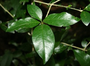  ( - BioBot10046)  @11 [ ] Copyright (2010) Unspecified Unspecified