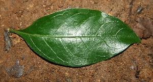  ( - BioBot10046)  @11 [ ] Copyright (2010) Unspecified Unspecified