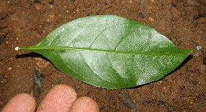  ( - BioBot10046)  @11 [ ] Copyright (2010) Unspecified Unspecified